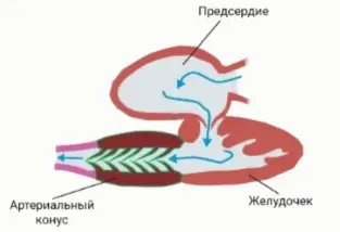 Какому животному может принадлежать изображённое сердце