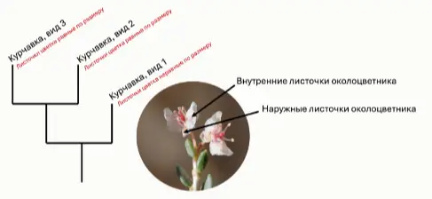 Род курчавка
