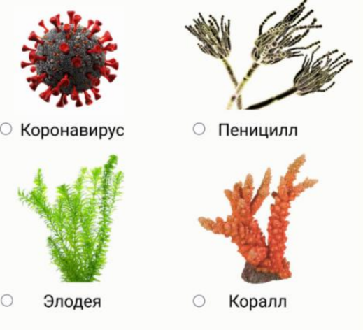 Какой организм имеет пластиды